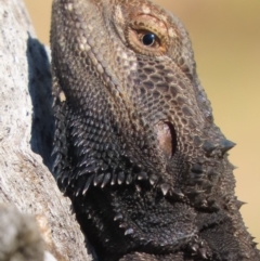 Pogona barbata at Garran, ACT - 17 Oct 2021