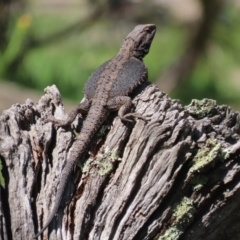 Pogona barbata at Garran, ACT - 17 Oct 2021