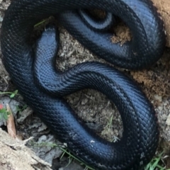 Pseudechis porphyriacus (Red-bellied Black Snake) at Tennent, ACT - 27 Oct 2021 by BrianLR