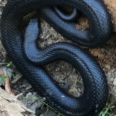 Pseudechis porphyriacus (Red-bellied Black Snake) at Tennent, ACT - 27 Oct 2021 by BrianHerps
