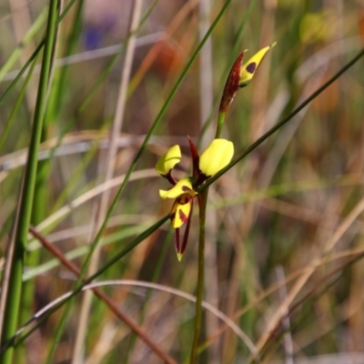 Diuris sulphurea (Tiger Orchid) at Chisholm, ACT - 26 Oct 2021 by MB