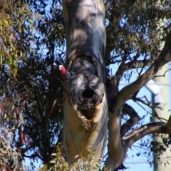 Eolophus roseicapilla (Galah) at Tralee, NSW - 27 Oct 2021 by MB