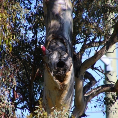 Eolophus roseicapilla (Galah) at Tralee, NSW - 26 Oct 2021 by MB