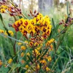 Daviesia mimosoides subsp. mimosoides at The Pinnacle - 26 Oct 2021 by sangio7