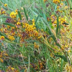 Daviesia mimosoides subsp. mimosoides at Weetangera, ACT - 26 Oct 2021 11:33 AM