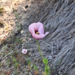 Papaver somniferum subsp. setigerum (Opium Poppy) at Tralee, NSW - 27 Oct 2021 by MB