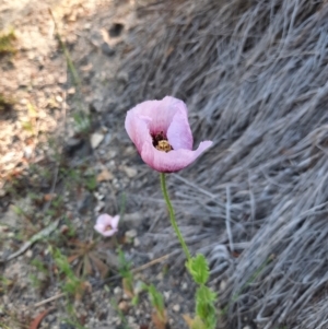 Papaver somniferum subsp. setigerum at Tralee, NSW - 27 Oct 2021