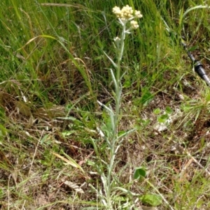 Pseudognaphalium luteoalbum at Weetangera, ACT - 26 Oct 2021 11:56 AM