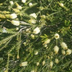 Melaleuca parvistaminea (Small-flowered Honey-myrtle) at Watson, ACT - 26 Oct 2021 by MPW
