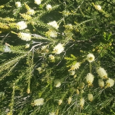 Melaleuca parvistaminea (Small-flowered Honey-myrtle) at Watson, ACT - 26 Oct 2021 by MAX