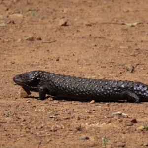 Tiliqua rugosa at Pialligo, ACT - 27 Oct 2021 09:00 AM