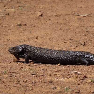 Tiliqua rugosa (Shingleback Lizard) at Mount Ainslie - 26 Oct 2021 by SandraH
