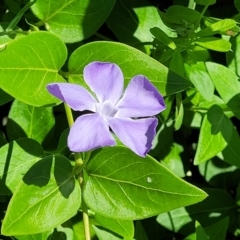 Vinca major (Blue Periwinkle) at Lyneham, ACT - 27 Oct 2021 by tpreston