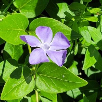 Vinca major (Blue Periwinkle) at Lyneham, ACT - 27 Oct 2021 by tpreston