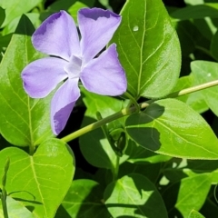 Vinca major at Lyneham, ACT - 27 Oct 2021 12:58 PM