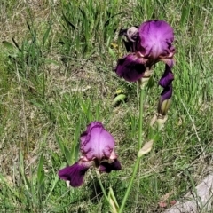 Iris germanica (Tall Bearded Iris) at O'Connor, ACT - 27 Oct 2021 by tpreston