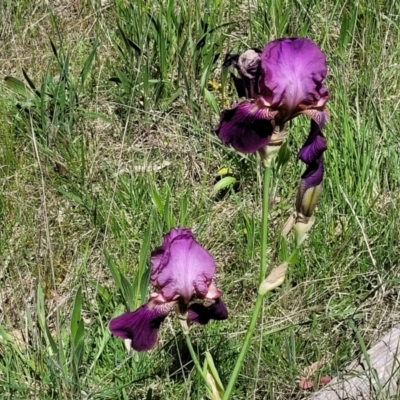 Iris germanica (Tall Bearded Iris) at O'Connor, ACT - 27 Oct 2021 by trevorpreston