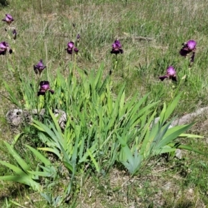 Iris germanica at O'Connor, ACT - 27 Oct 2021