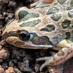 Limnodynastes tasmaniensis (Spotted Grass Frog) at Lyneham, ACT - 27 Oct 2021 by trevorpreston