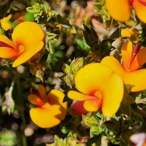 Pultenaea procumbens at Lyneham, ACT - 27 Oct 2021