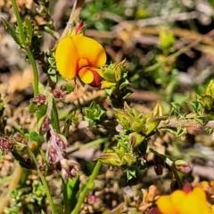 Pultenaea procumbens at Lyneham, ACT - 27 Oct 2021