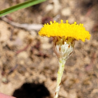 Leptorhynchos squamatus subsp. squamatus (Scaly Buttons) at Lyneham, ACT - 27 Oct 2021 by trevorpreston