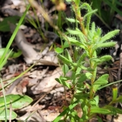 Leptorhynchos squamatus subsp. squamatus at Lyneham, ACT - 27 Oct 2021