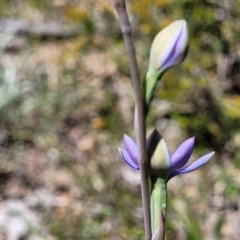 Thelymitra pauciflora at Lyneham, ACT - suppressed