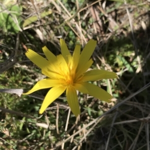 Microseris lanceolata at Rendezvous Creek, ACT - 24 Oct 2021 10:52 AM