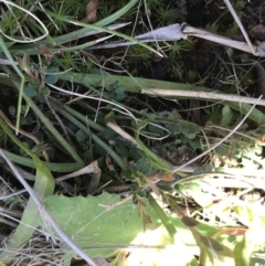 Microseris lanceolata at Rendezvous Creek, ACT - 24 Oct 2021 10:52 AM