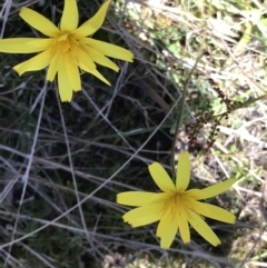 Microseris lanceolata at Rendezvous Creek, ACT - 24 Oct 2021 10:52 AM