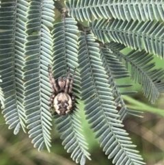 Salsa fuliginata (Sooty Orb-weaver) at Kosciuszko National Park - 21 Oct 2021 by Ryl