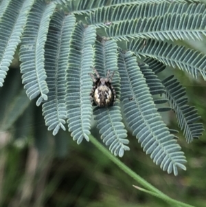 Salsa fuliginata at Cabramurra, NSW - 21 Oct 2021