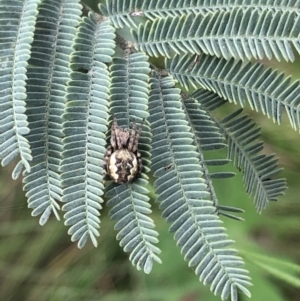 Salsa fuliginata at Cabramurra, NSW - 21 Oct 2021