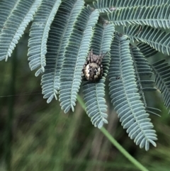 Salsa fuliginata at Cabramurra, NSW - 21 Oct 2021