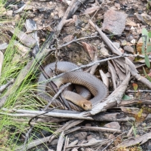 Pseudonaja textilis at Yarrangobilly, NSW - 23 Oct 2021 11:30 AM