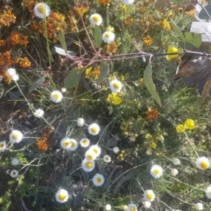 Leucochrysum albicans subsp. tricolor at Watson, ACT - 26 Oct 2021