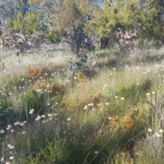 Leucochrysum albicans subsp. tricolor at Watson, ACT - 26 Oct 2021