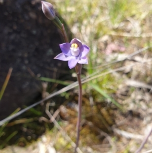 Thelymitra pauciflora at Stromlo, ACT - suppressed