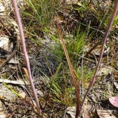 Thelymitra pauciflora at Stromlo, ACT - suppressed