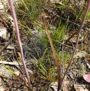 Thelymitra pauciflora at Stromlo, ACT - suppressed