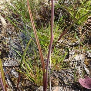 Thelymitra pauciflora at Stromlo, ACT - suppressed