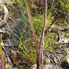 Thelymitra pauciflora at Stromlo, ACT - suppressed