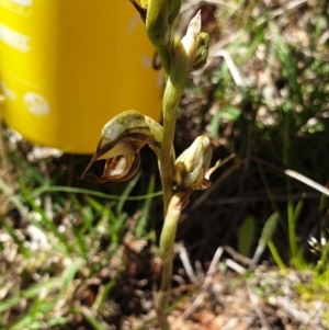 Oligochaetochilus hamatus at Stromlo, ACT - suppressed