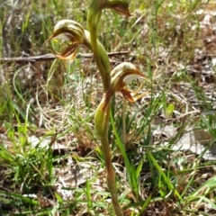 Oligochaetochilus hamatus at Stromlo, ACT - suppressed