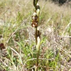 Oligochaetochilus hamatus at Stromlo, ACT - suppressed