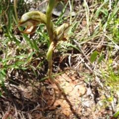 Oligochaetochilus hamatus at Stromlo, ACT - suppressed