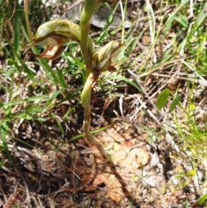 Oligochaetochilus hamatus at Stromlo, ACT - suppressed