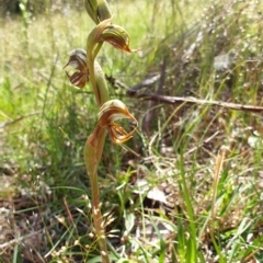 Oligochaetochilus hamatus at Stromlo, ACT - suppressed