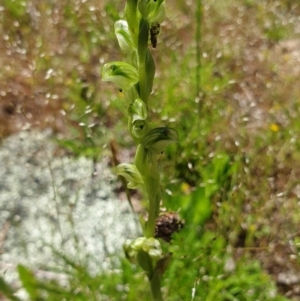 Hymenochilus cycnocephalus at Stromlo, ACT - suppressed